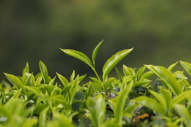 Çay Çiftliği Foarm Manzarası Munnar Kerala Hindistan