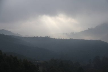 Turist Konumu Munnar Kerala Hindistan