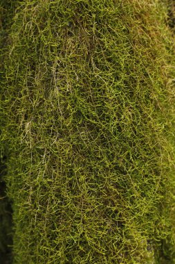 Ağaçtaki yeşil yosunlar