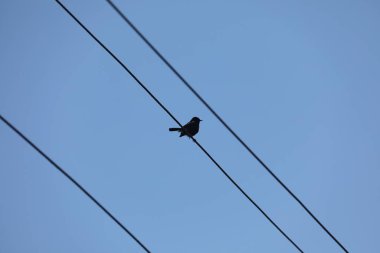Güç kablosundaki kuş