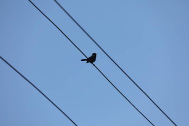 Güç kablosundaki kuş