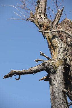 Kuru Ağaç Gövdesi Doku Makro