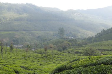 Çay Çiftliği Munnar Kerala Hindistan