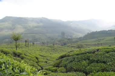 Çay Çiftliği Munnar Kerala Hindistan