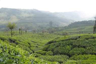 Çay Çiftliği Munnar Kerala Hindistan