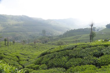 Çay Çiftliği Munnar Kerala Hindistan