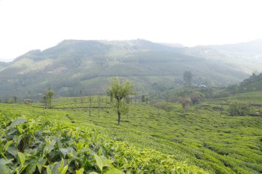 Çay Çiftliği Munnar Kerala Hindistan