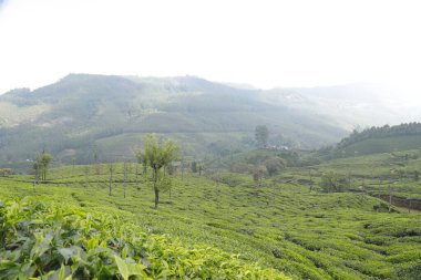 Çay Çiftliği Munnar Kerala Hindistan