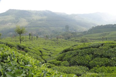 Çay Çiftliği Munnar Kerala Hindistan