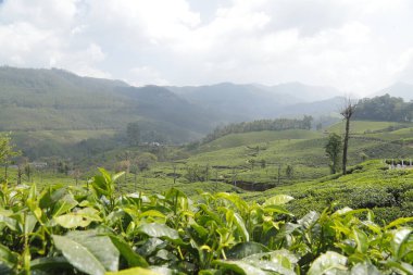 Çay Çiftliği Munnar Kerala Hindistan