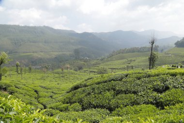 Çay Çiftliği Munnar Kerala Hindistan