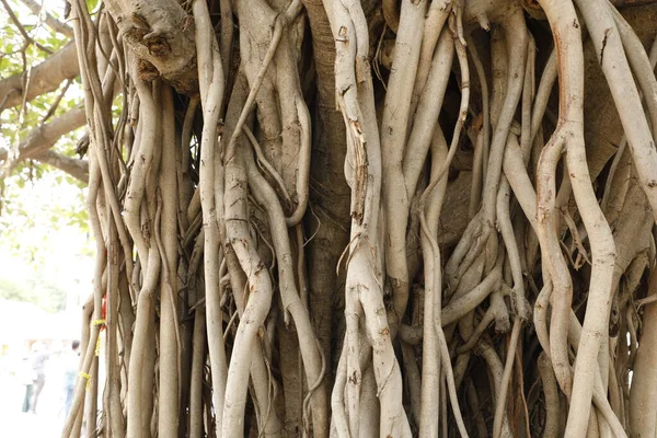 Roots Wisdom Tree Nature — Stock Photo, Image