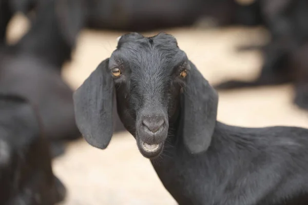 Cabras Zona Rural Aldeia — Fotografia de Stock