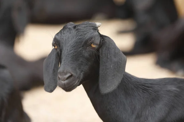 Goats Rural Village Area — Stock Photo, Image