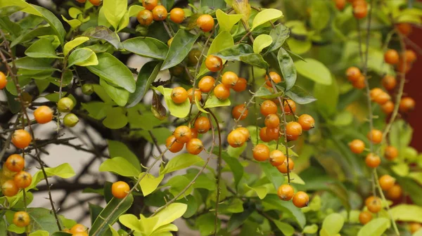 Indian Medicated Fruits Tree — Stock Photo, Image