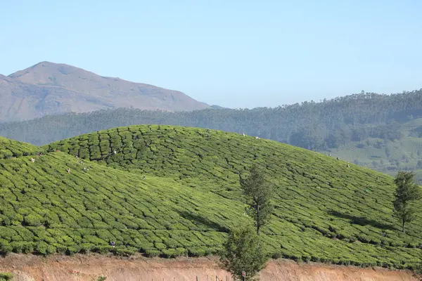 Plantacja Herbaty Foarm Krajobraz Munnar Kerala Indie — Zdjęcie stockowe