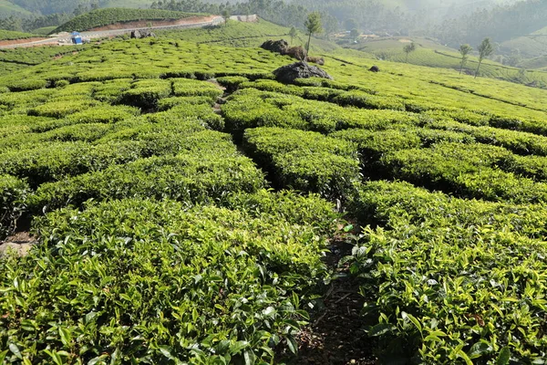 Teeplantage Foarm Landschaft Munnar Kerala Indien — Stockfoto