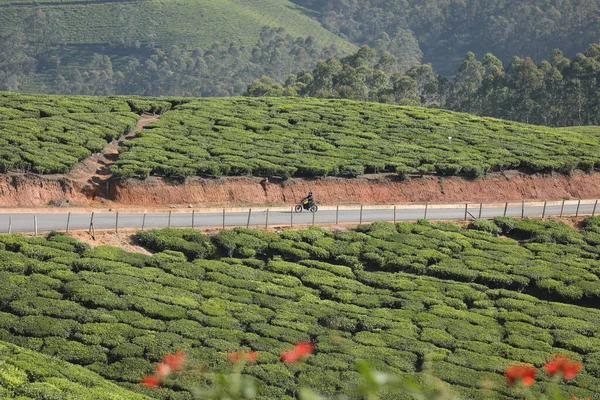 Thé Plantation Foarm Paysage Munnar Kerala Inde — Photo
