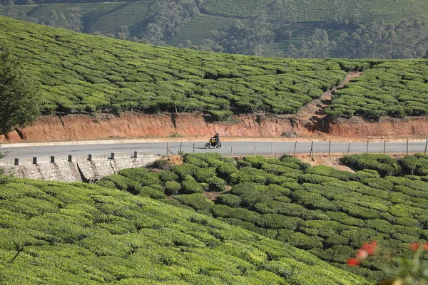 Thé Plantation Foarm Paysage Munnar Kerala Inde — Photo