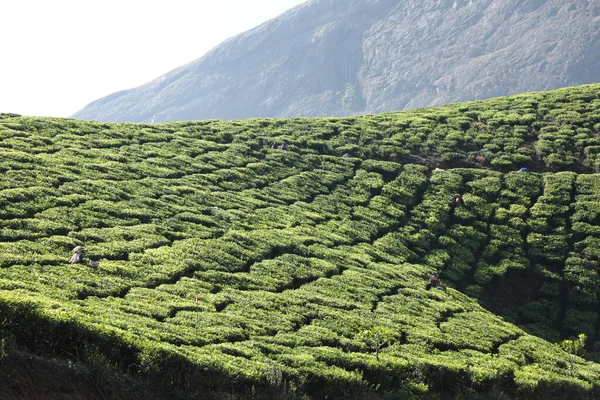 Arbeiter Auf Der Teeplantage Foarm Munnar Kerala Indien — Stockfoto