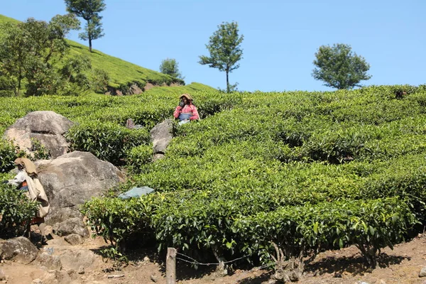 Çay Çiftliği Şçileri Foarm Munnar Kerala Hindistan — Stok fotoğraf
