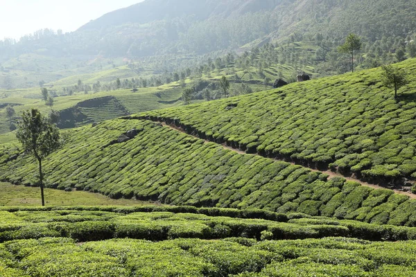 Teeplantage Foarm Landschaft Munnar Kerala Indien — Stockfoto