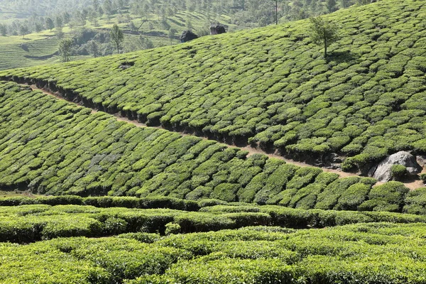 Thé Plantation Foarm Paysage Munnar Kerala Inde — Photo