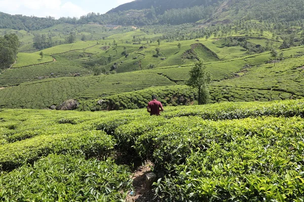 Arbeiter Auf Der Teeplantage Foarm Munnar Kerala Indien März 2022 — Stockfoto