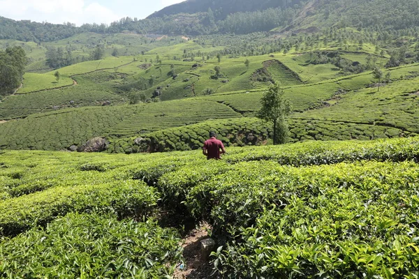 Çay Çiftliği İşçileri Foarm Munnar Kerala 6 Mart 2022