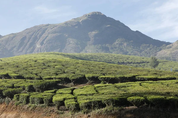 Thé Plantation Foarm Paysage Munnar Kerala Inde — Photo