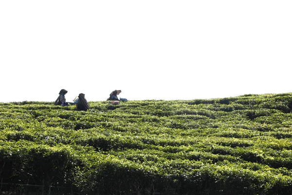 Workers Tea Plantation Foarm Munnar Kerala India 6Th March 2022 — Stock Photo, Image