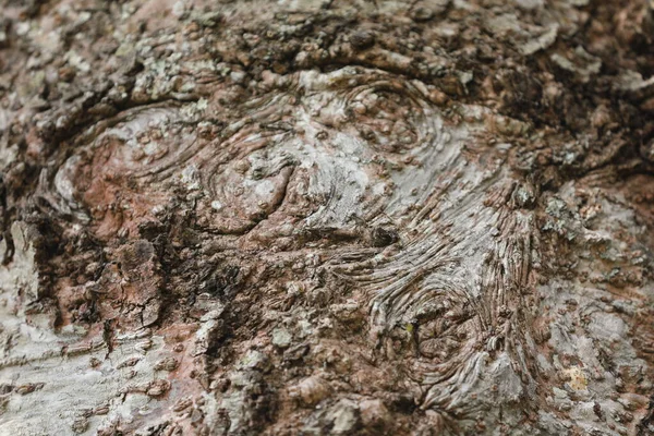 Makroaufnahme Der Baumstammtextur — Stockfoto