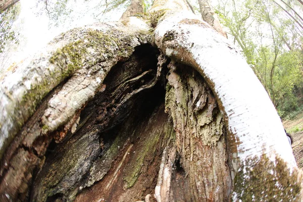 Árbol Tronco Textura Macro Disparo — Foto de Stock