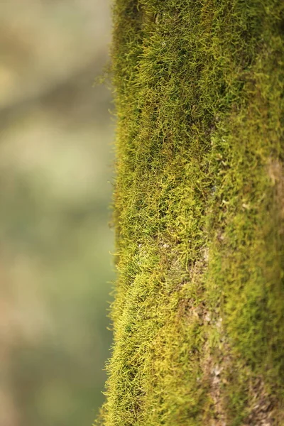 Mousses Vertes Sur Arbre — Photo