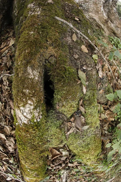 木の上の緑の苔 — ストック写真