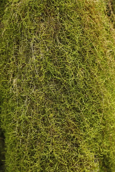 Gröna Mossor Trädet — Stockfoto
