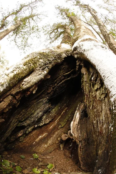 Tree Trunk Texture Macro Shot — Stock Photo, Image