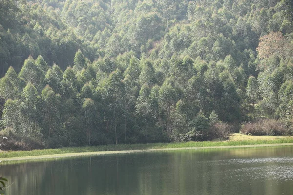 Turist Konumu Munnar Kerala Hindistan