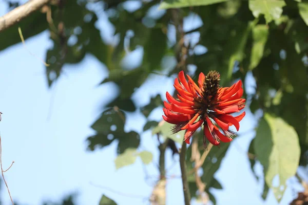 Indiano Medicado Flores Uma Árvore — Fotografia de Stock