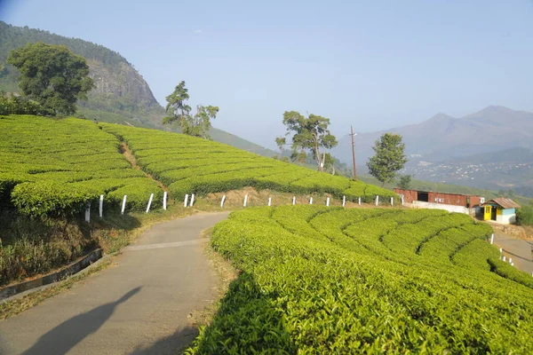 Teeplantage Farm Munnar Kerala Indien — Stockfoto