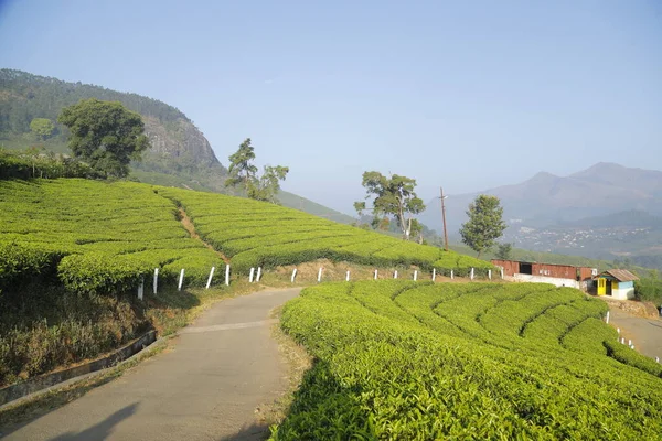 Чайная Плантация Муннар Керала Индия — стоковое фото