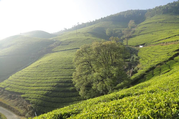 Munnar Kerala印度茶园 — 图库照片