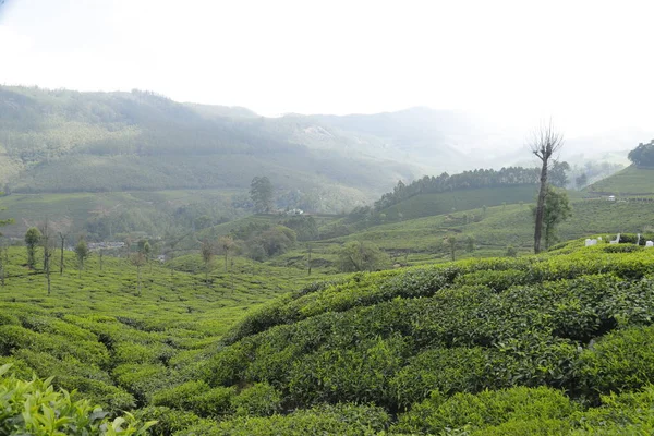 Τσάι Φυτεία Farm Munnar Kerala Ινδία — Φωτογραφία Αρχείου