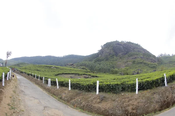 Tea Plantation Farm Munnar Kerala India — Stock Photo, Image