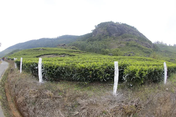 Plantacja Herbaty Farm Munnar Kerala Indie — Zdjęcie stockowe