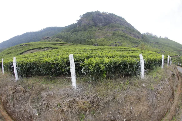 Teeplantage Farm Munnar Kerala Indien — Stockfoto