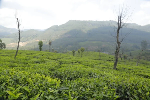 Чайная Плантация Муннар Керала Индия — стоковое фото