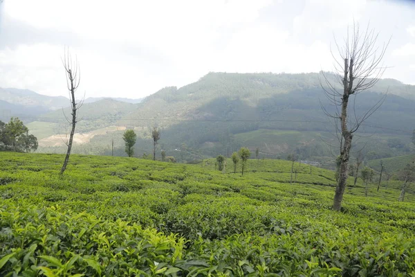 Munnar Kerala印度茶园 — 图库照片