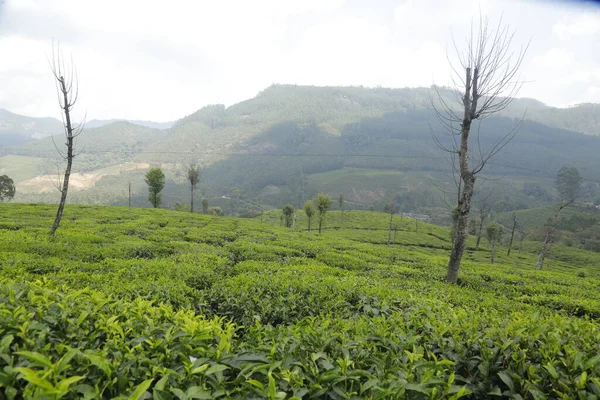 Τσάι Φυτεία Farm Munnar Kerala Ινδία — Φωτογραφία Αρχείου