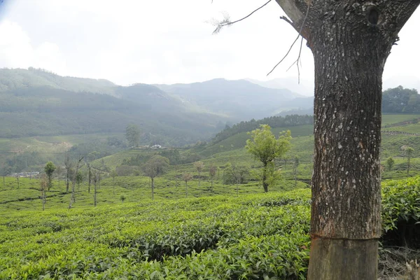 Τσάι Φυτεία Farm Munnar Kerala Ινδία — Φωτογραφία Αρχείου